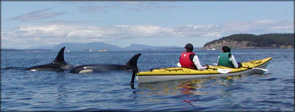 Two people kayaking with orca whales in the San Juan Islands.